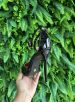 sapato scarpin preto vizzano 1421.102