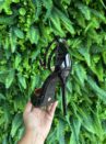 sapato scarpin preto vizzano 1421.102